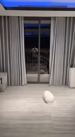 Chuyện gì đang xảy ra ở nhà của Trấn Thành?- Ảnh 6. Chuyện gì đang xảy ra ở nhà của Trấn Thành?- Ảnh 6.