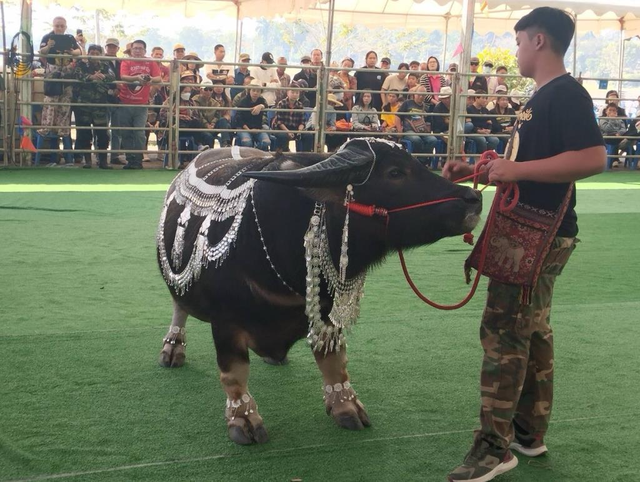 Con trâu lùn được trả 16 tỷ đồng, người đàn ông vẫn từ chối bán- Ảnh 1. Con trâu lùn được trả 16 tỷ đồng, người đàn ông vẫn từ chối bán- Ảnh 1.