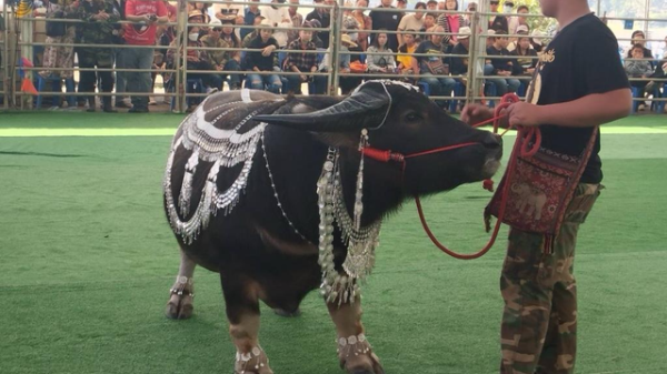 Con trâu lùn được trả 16 tỷ đồng, người đàn ông vẫn từ chối bán img8634 1769949502021404530131