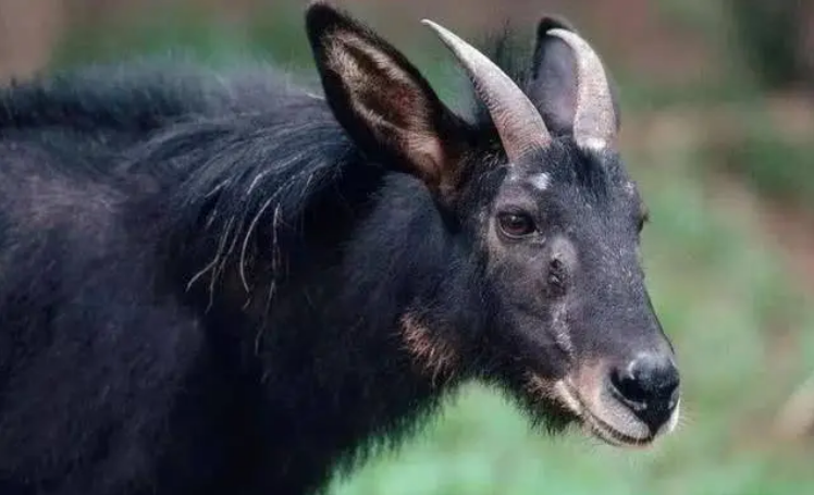 Phát hiện sinh vật đen sì kỳ lạ trên núi, người dân liền báo cảnh sát phong tỏa cả ngôi làng- Ảnh 1. Phát hiện sinh vật đen sì kỳ lạ trên núi, người dân liền báo cảnh sát phong tỏa cả ngôi làng- Ảnh 1.