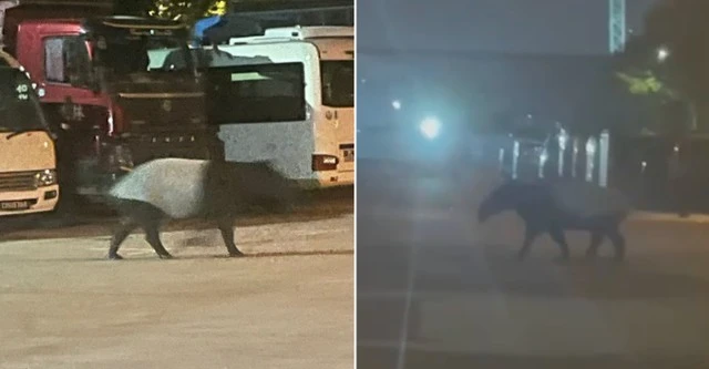 "Quái thú" có bước đi 'vang như tiếng vó ngựa' xuất hiện giữa phố, chuyên gia hé lộ: Chỉ còn 2.500 cá thể
