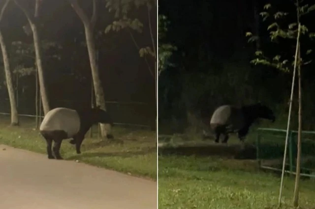 "Quái thú" có bước đi 'vang như tiếng vó ngựa' xuất hiện giữa phố, chuyên gia hé lộ: Chỉ còn 2.500 cá thể