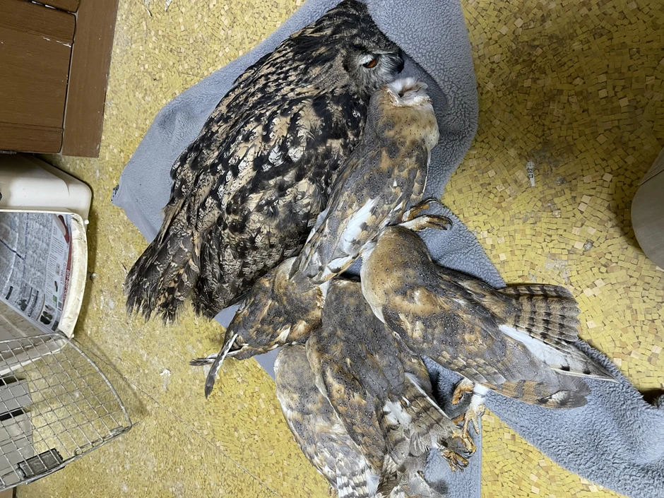 42 con cú gục chết hàng loạt sau vài giờ chỉ bởi lý do không tưởng