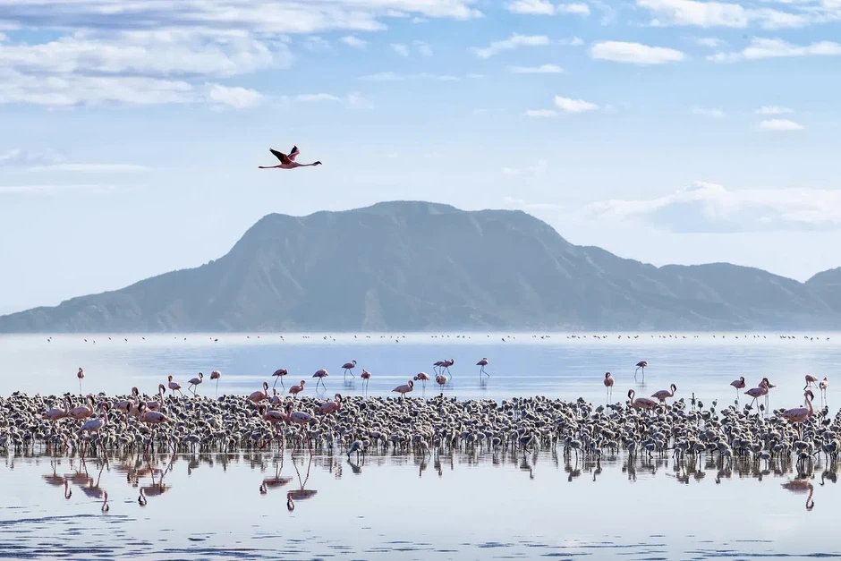 Bí ẩn hồ nước biến mọi sinh vật thành tượng đá ngay khi chạm vào Bí ẩn hồ nước biến mọi sinh vật thành tượng đá ngay khi chạm vào