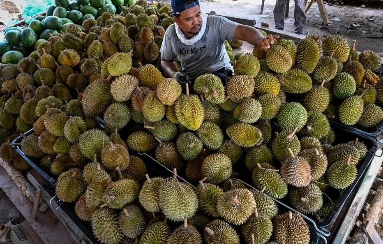 Buồn của thủ phủ sầu riêng Đông Nam Á: 'Năm ngoái tôi thu hoạch khoảng 3.500 quả/300 cây, năm nay còn có 500 quả' Buồn của thủ phủ sầu riêng Đông Nam Á: 'Năm ngoái tôi thu hoạch khoảng 3.500 quả/300 cây, năm nay còn có 500 quả'