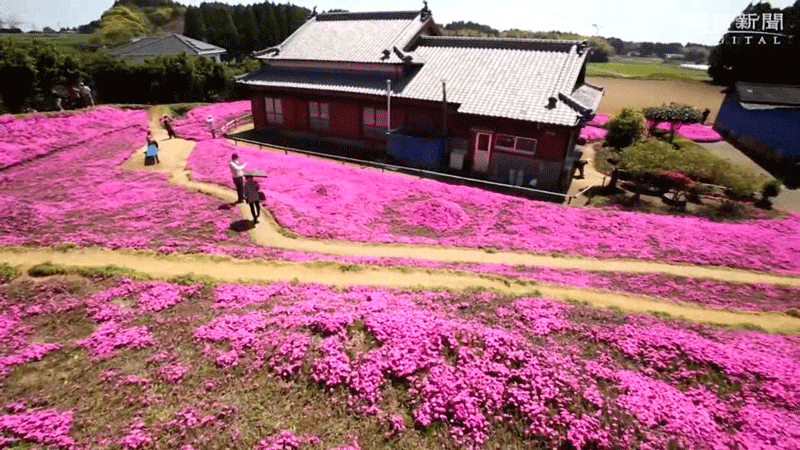 Cụ ông chăn bò ròng rã 2 năm trời trồng cánh đồng hoa để dành tặng người vợ mù