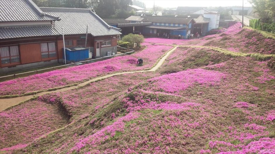 Cụ ông chăn bò ròng rã 2 năm trời trồng cánh đồng hoa để dành tặng người vợ mù