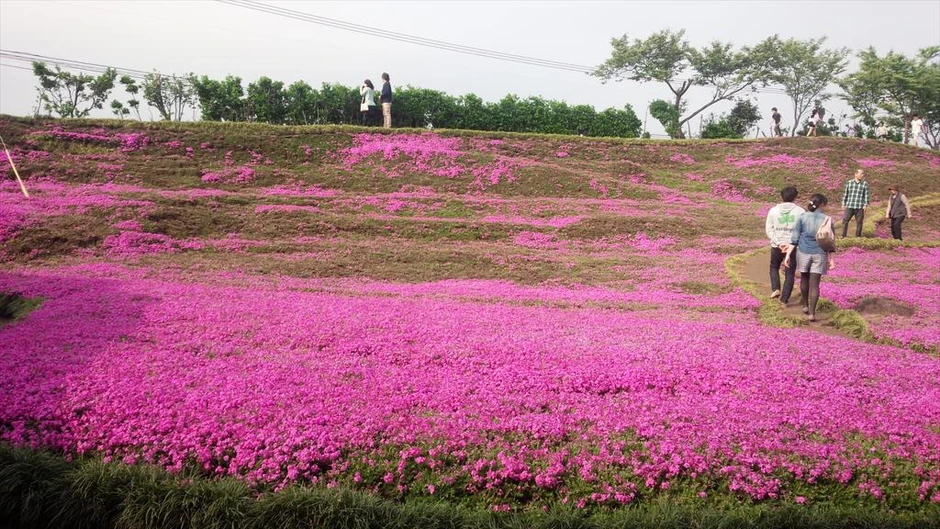 Cụ ông chăn bò ròng rã 2 năm trời trồng cánh đồng hoa để dành tặng người vợ mù
