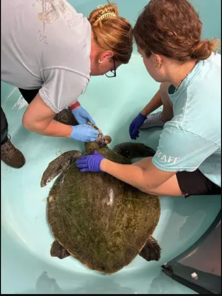 Cứu hộ tưởng nhầm sinh vật đầy lông trên bờ biển; chuyên gia xác nhận chỉ còn 23.000 cá thể