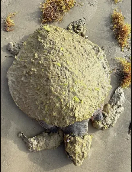 Cứu hộ tưởng nhầm sinh vật đầy lông trên bờ biển; chuyên gia xác nhận chỉ còn 23.000 cá thể