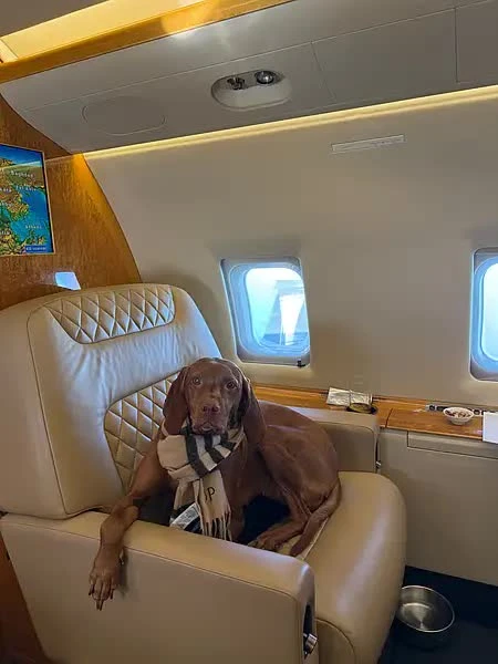 Đại gia thuê đứt chuyên cơ để chở thú cưng khỏi Dubai: “Đây là lựa chọn duy nhất đáng tin cậy nên tôi không quá bận tâm về chi phí” Đại gia thuê đứt chuyên cơ để chở thú cưng khỏi Dubai: “Đây là lựa chọn duy nhất đáng tin cậy nên tôi không quá bận tâm về chi phí”