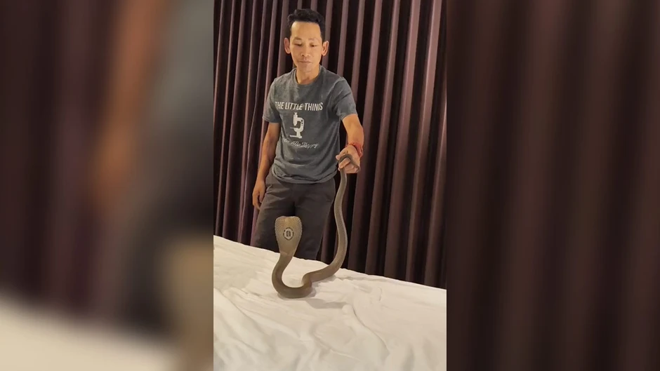 Đang ngủ trong khách sạn, cô gái hét thất thanh vì một thứ trườn qua cổ, con vật lộ diện khiến ai cũng lạnh sống lưng Đang ngủ trong khách sạn, cô gái hét thất thanh vì một thứ trườn qua cổ, con vật lộ diện khiến ai cũng lạnh sống lưng