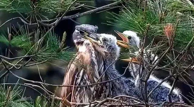 Đi câu cá, người đàn ông bất ngờ đụng độ loài vật hiếm hơn gấu trúc: Cả thế giới chỉ còn 1.000 con Đi câu cá, người đàn ông bất ngờ đụng độ loài vật hiếm hơn gấu trúc: Cả thế giới chỉ còn 1.000 con