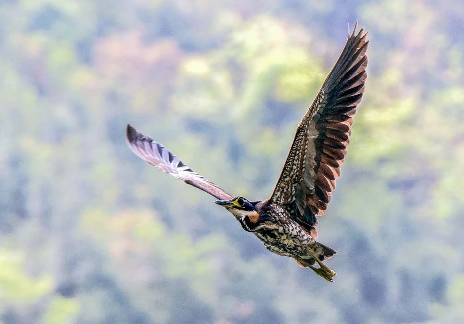 Đi câu cá, người đàn ông bất ngờ đụng độ loài vật hiếm hơn gấu trúc: Cả thế giới chỉ còn 1.000 con Đi câu cá, người đàn ông bất ngờ đụng độ loài vật hiếm hơn gấu trúc: Cả thế giới chỉ còn 1.000 con