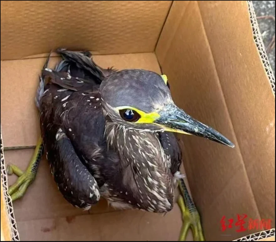 Đi câu cá, người đàn ông bất ngờ đụng độ loài vật hiếm hơn gấu trúc: Cả thế giới chỉ còn 1.000 con Đi câu cá, người đàn ông bất ngờ đụng độ loài vật hiếm hơn gấu trúc: Cả thế giới chỉ còn 1.000 con