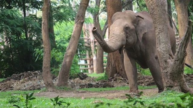 Đi vệ sinh lúc rạng sáng, cụ ông 87 tuổi bất ngờ chạm trán "sinh vật khổng lồ": Cái kết ám ảnh Đi vệ sinh lúc rạng sáng, cụ ông 87 tuổi bất ngờ chạm trán "sinh vật khổng lồ": Cái kết ám ảnh