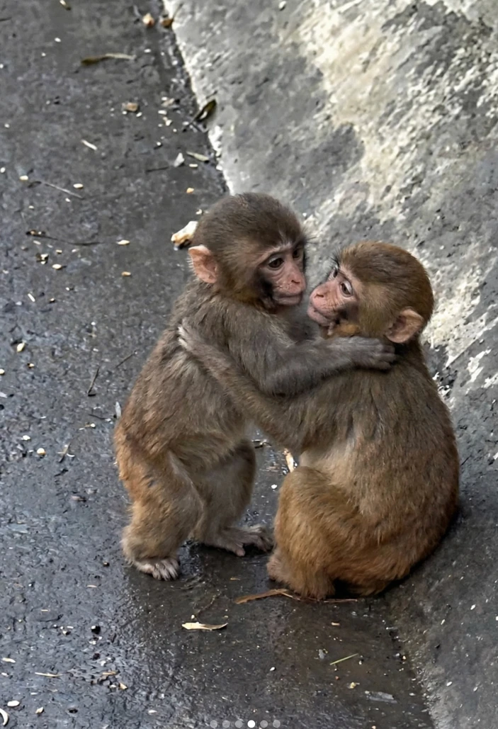 Đừng bao giờ tuyệt vọng: "Chú khỉ cô độc nhất thế giới" Punch vừa có bạn gái!