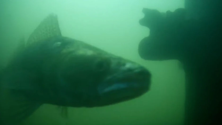 Hàng triệu người trên thế giới đang háo hức theo dõi đàn cá bơi qua bơi lại ở Hà Lan: Lý do rất thú vị và quan trọng