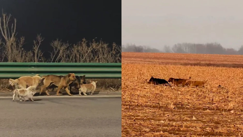 Hơn cả phim ảnh: 7 chú chó bị trộm cùng nhau vượt 17km tìm đường về nhà