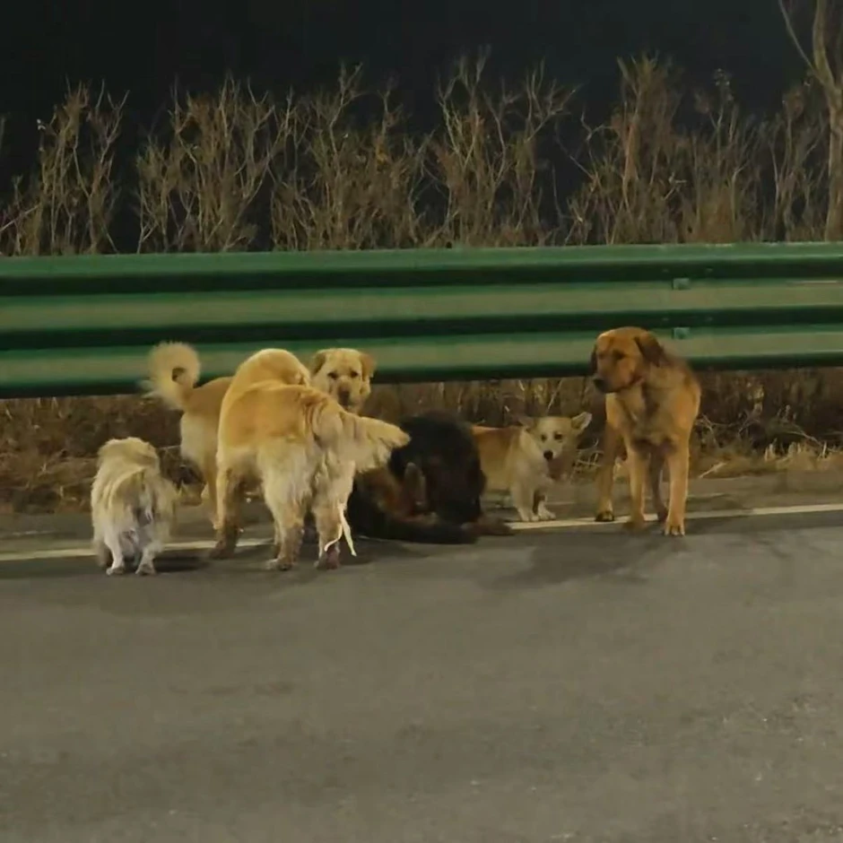 Hơn cả phim ảnh: 7 chú chó bị trộm cùng nhau vượt 17km tìm đường về nhà