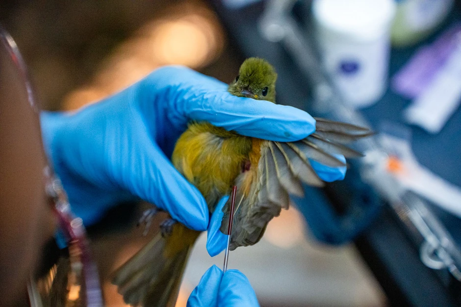 Một mùa xuân im lặng đang đến