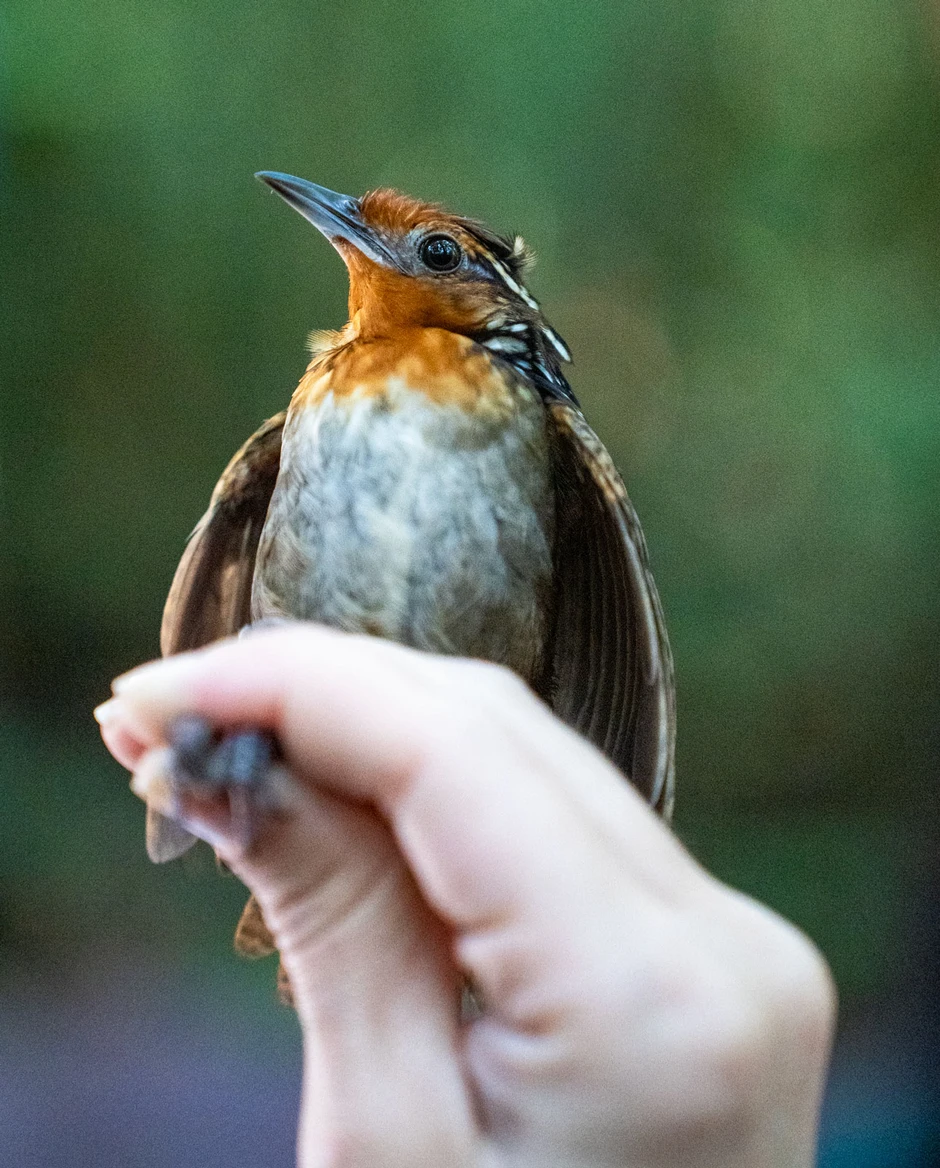 Một mùa xuân im lặng đang đến