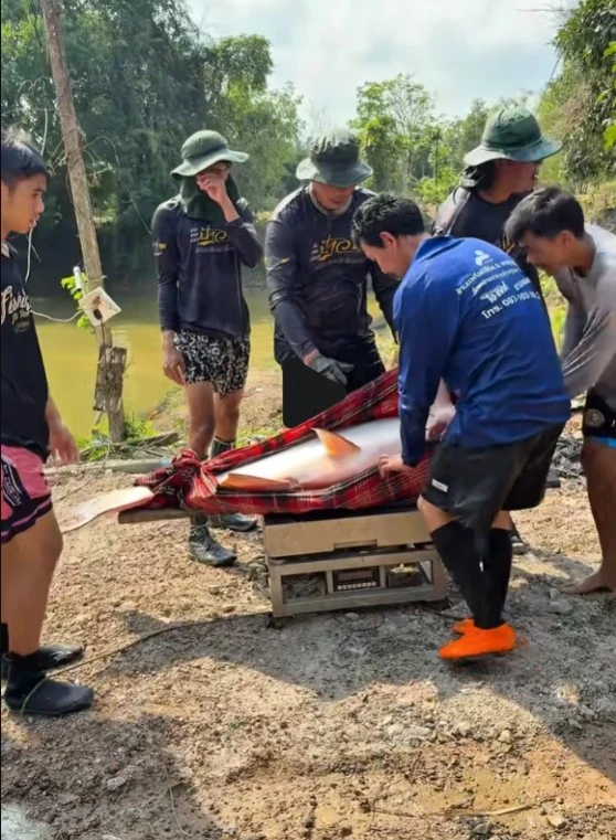 Phát hiện "quái vật" dưới sông, chục người khiêng mới nổi: Dân làng phối hợp vây bắt, cảnh tượng gây sốc