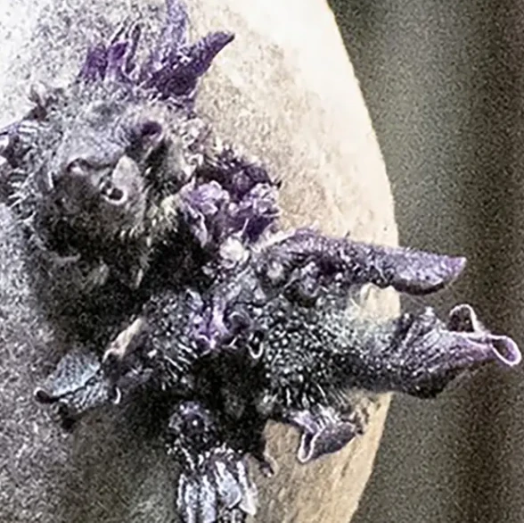 Phi hành gia NASA công bố bức ảnh “trứng người ngoài hành tinh” với xúc tu kỳ dị, nhiều người lo ngại Phi hành gia NASA công bố bức ảnh “trứng người ngoài hành tinh” với xúc tu kỳ dị, nhiều người lo ngại