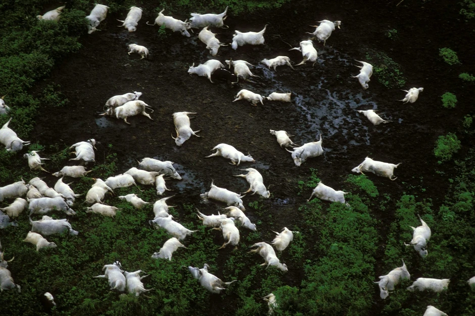 Thảm họa "hồ giết người" cướp đi 1.746 sinh mạng chỉ trong một hơi thở