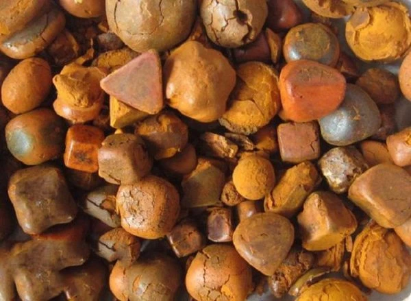 Ngưu hoàng trong nội tạng bò - Dược liệu quý trong Đông y và giá gần 7 tỷ đồng mỗi kg