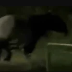 "Quái thú" có bước đi 'vang như tiếng vó ngựa' xuất hiện giữa phố, chuyên gia hé lộ: Chỉ còn 2.500 cá thể kenhtingame com thumb quot quai thu quot co buoc di vang nhu tieng vo ngua xuat hien giua pho chuyen gia he lo chi con 2500 ca the fd351774086537294 940w