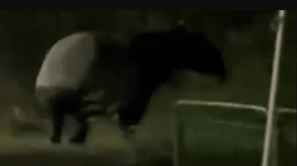 "Quái thú" có bước đi 'vang như tiếng vó ngựa' xuất hiện giữa phố, chuyên gia hé lộ: Chỉ còn 2.500 cá thể kenhtingame com thumb quot quai thu quot co buoc di vang nhu tieng vo ngua xuat hien giua pho chuyen gia he lo chi con 2500 ca the fd351774086537294 940w