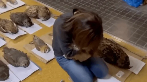 42 con cú gục chết hàng loạt sau vài giờ chỉ bởi lý do không tưởng kenhtingame com thumb 42 con cu guc chet hang loat sau vai gio chi boi ly do khong tuong 21231773716312156 940w