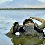 Bí ẩn hồ nước biến mọi sinh vật thành tượng đá ngay khi chạm vào kenhtingame com thumb bi an ho nuoc bien moi sinh vat thanh tuong da ngay khi cham vao ace11774611599158 940w