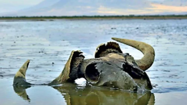 Bí ẩn hồ nước biến mọi sinh vật thành tượng đá ngay khi chạm vào kenhtingame com thumb bi an ho nuoc bien moi sinh vat thanh tuong da ngay khi cham vao ace11774611599158 940w