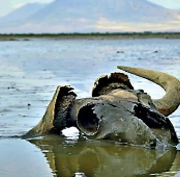 Bí ẩn hồ nước biến mọi sinh vật thành tượng đá ngay khi chạm vào kenhtingame com thumb bi an ho nuoc bien moi sinh vat thanh tuong da ngay khi cham vao ace11774611599158 940w