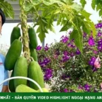 Biệt thự ngập hoa rộng 500 m2 của vợ chồng Quyền Linh kenhtingame com thumb biet thu ngap hoa rong 500 m2 cua vo chong quyen linh 34fb1774322794836 940w