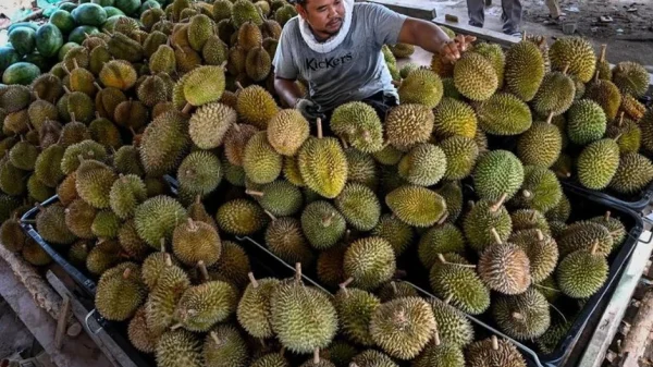 Buồn của thủ phủ sầu riêng Đông Nam Á: 'Năm ngoái tôi thu hoạch khoảng 3.500 quả/300 cây, năm nay còn có 500 quả' kenhtingame com thumb buon cua thu phu sau rieng dong nam a nam ngoai toi thu hoach khoang 3500 qua 300 cay nam nay con co 500 qua 8973 940w