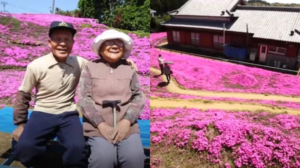 Cụ ông chăn bò ròng rã 2 năm trời trồng cánh đồng hoa để dành tặng người vợ mù kenhtingame com thumb cu ong chan bo rong ra 2 nam troi trong canh dong hoa de danh tang nguoi vo mu 76be1773820497857 940w