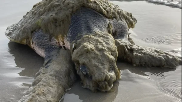 Cứu hộ tưởng nhầm sinh vật đầy lông trên bờ biển; chuyên gia xác nhận chỉ còn 23.000 cá thể kenhtingame com thumb cuu ho tuong nham sinh vat day long tren bo bien chuyen gia xac nhan chi con 23000 ca the 69781773563221443 940w