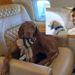 Đại gia thuê đứt chuyên cơ để chở thú cưng khỏi Dubai: “Đây là lựa chọn duy nhất đáng tin cậy nên tôi không quá bận tâm về chi phí” kenhtingame com thumb dai gia thue dut chuyen co de cho thu cung khoi dubai day la lua chon duy nhat dang tin cay nen toi khong qua ban tam ve chi phi ad6d1774613180471 940w