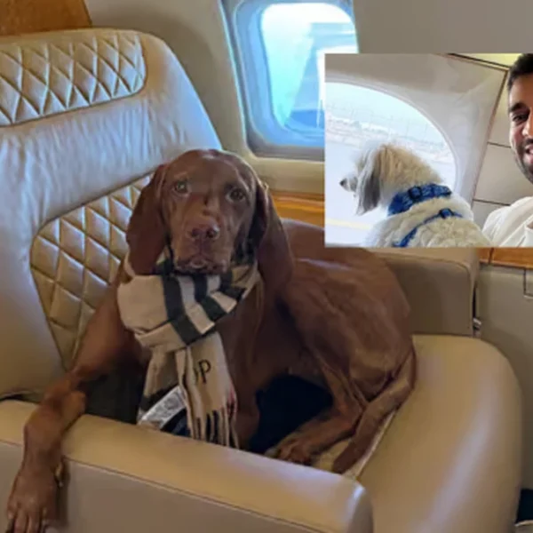 Đại gia thuê đứt chuyên cơ để chở thú cưng khỏi Dubai: “Đây là lựa chọn duy nhất đáng tin cậy nên tôi không quá bận tâm về chi phí” kenhtingame com thumb dai gia thue dut chuyen co de cho thu cung khoi dubai day la lua chon duy nhat dang tin cay nen toi khong qua ban tam ve chi phi ad6d1774613180471 940w