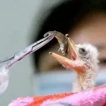 Đi câu cá, người đàn ông bất ngờ đụng độ loài vật hiếm hơn gấu trúc: Cả thế giới chỉ còn 1.000 con kenhtingame com thumb di cau ca nguoi dan ong bat ngo dung do loai vat hiem hon gau truc ca the gioi chi con 1000 con 2dfa1774943560545 940w