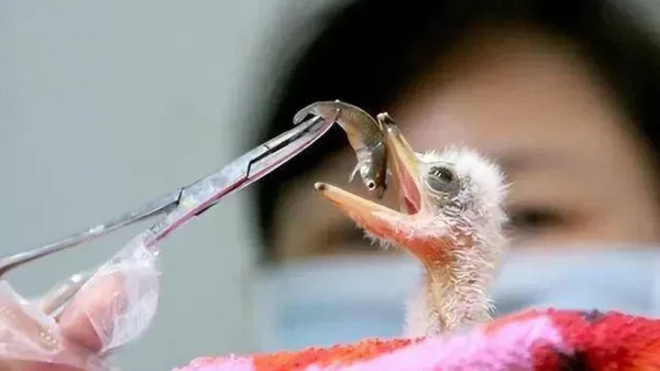 Đi câu cá, người đàn ông bất ngờ đụng độ loài vật hiếm hơn gấu trúc: Cả thế giới chỉ còn 1.000 con kenhtingame com thumb di cau ca nguoi dan ong bat ngo dung do loai vat hiem hon gau truc ca the gioi chi con 1000 con 2dfa1774943560545 940w