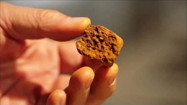 Điều Gì Có Trong Nội Tạng Bò Đắt Hơn Vàng? Dược Liệu Hiếm Đắt Đỏ Nhất Thế Giới Với Giá Gần 7 Tỷ Đồng cho Mỗi Kg kenhtingame com thumb dieu gi co trong noi tang bo dat hon vang duoc lieu hiem dat do nhat the gioi voi gia gan 7 ty dong cho moi kg 76081773565298715 940w