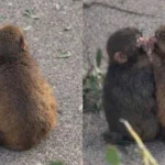 Đừng bao giờ tuyệt vọng: "Chú khỉ cô độc nhất thế giới" Punch vừa có bạn gái! kenhtingame com thumb dung bao gio tuyet vong quot chu khi co doc nhat the gioi quot punch vua co ban gai eff21773995649944 940w