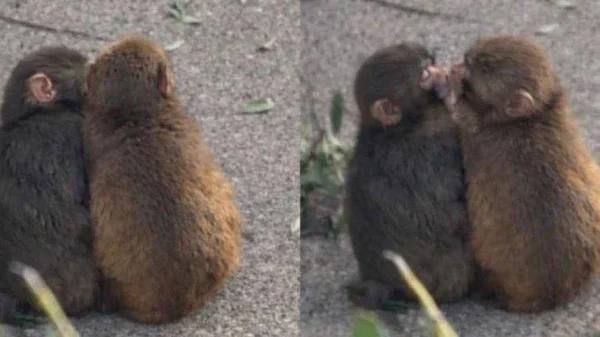 Đừng bao giờ tuyệt vọng: "Chú khỉ cô độc nhất thế giới" Punch vừa có bạn gái! kenhtingame com thumb dung bao gio tuyet vong quot chu khi co doc nhat the gioi quot punch vua co ban gai eff21773995649944 940w