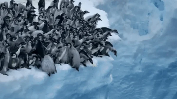 Hàng trăm chú chim cánh cụt đồng loạt nhảy từ vách băng 15m xuống biển: Nguyên nhân và ý nghĩa của hiện tượng kỳ lạ kenhtingame com thumb hang tram chu chim canh cut dong loat nhay tu vach bang 15m xuong bien nguyen nhan va y nghia cua hien tuong ky la 16881773270807500 940w