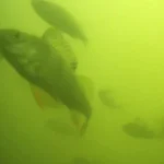 Hàng triệu người trên thế giới đang háo hức theo dõi đàn cá bơi qua bơi lại ở Hà Lan: Lý do rất thú vị và quan trọng kenhtingame com thumb hang trieu nguoi tren the gioi dang hao huc theo doi dan ca boi qua boi lai o ha lan ly do rat thu vi va quan trong d0091773711160740 940w