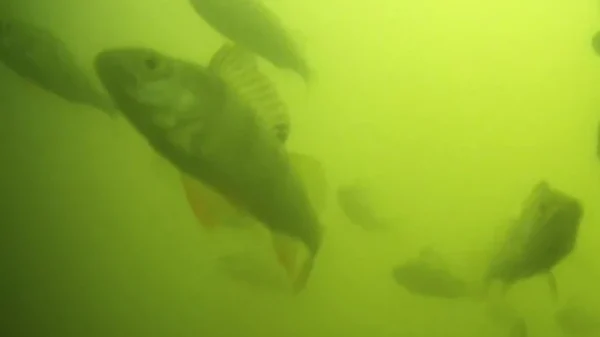 Hàng triệu người trên thế giới đang háo hức theo dõi đàn cá bơi qua bơi lại ở Hà Lan: Lý do rất thú vị và quan trọng kenhtingame com thumb hang trieu nguoi tren the gioi dang hao huc theo doi dan ca boi qua boi lai o ha lan ly do rat thu vi va quan trong d0091773711160740 940w